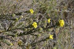 Lasiosiphon burchellii