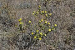 Lasiosiphon burchellii