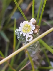 Gnaphalium declinatum