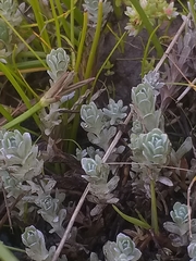 Gnaphalium declinatum