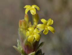 Lasiosiphon burchellii