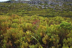 Erica abietina constantiana