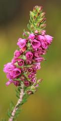 Erica abietina constantiana