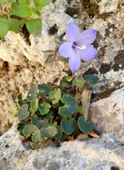 Campanula fragilis fragilis
