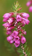 Erica abietina constantiana