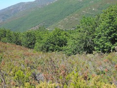 Erica australis aragonensis