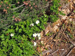Erica australis aragonensis