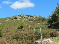 Erica australis aragonensis