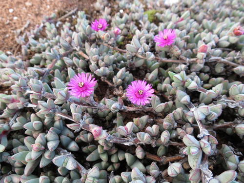 Necklace Tentfig (Ruschia radicans)