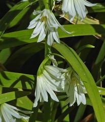 Allium triquetrum