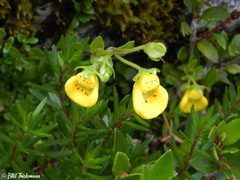 Calceolaria tenella