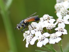 Cylindromyia brassicaria