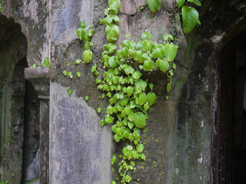 Microchirita hamosa, photograph 1