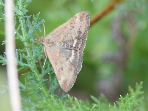 Straw-barred Pearl, Groesbeek, Nederland, photo 9 of 10