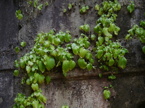 Microchirita hamosa, photograph 3