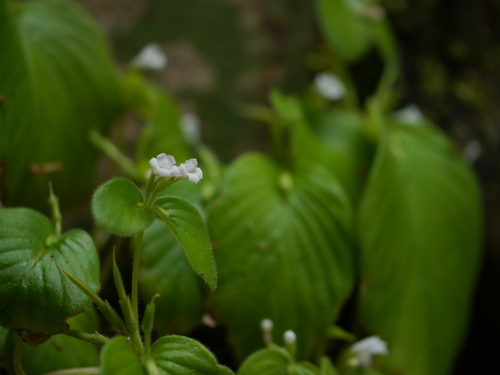 Microchirita hamosa