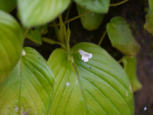 Microchirita hamosa, photograph 4