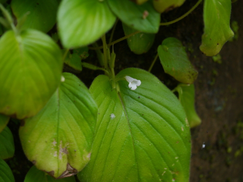 Microchirita hamosa, photograph 5