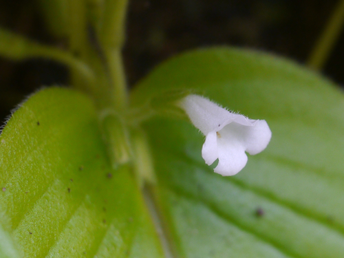 Microchirita hamosa, photograph 6