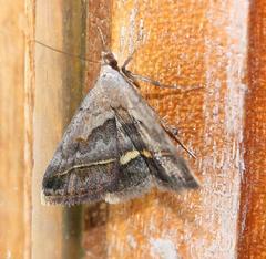 Acantholipes