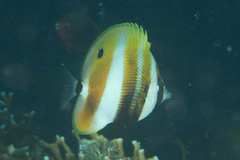 Coradion chrysozonus