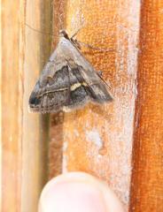 Acantholipes