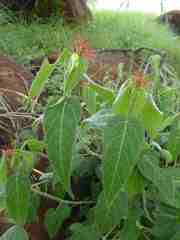 Acalypha villicaulis