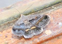 Acantholipes