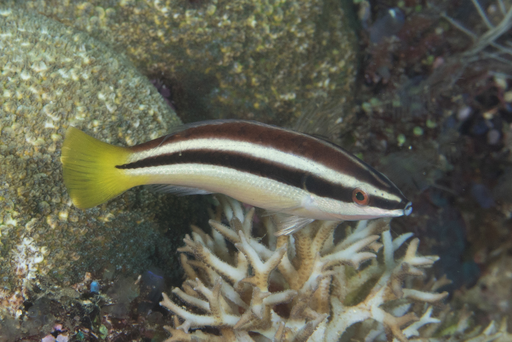 Yellowtail Tubelip
