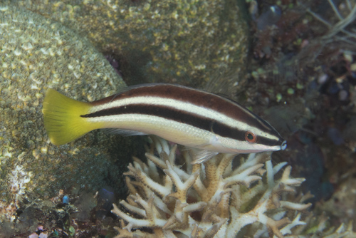 Diproctacanthus xanthurus (Bleeker, 1856)