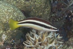 Yellowtail Tubelip photo 1