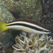 Yellowtail Wrasse - Photo (c) Mark Rosenstein, some rights reserved (CC BY-NC), uploaded by Mark Rosenstein