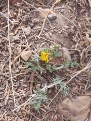 Viola douglasii