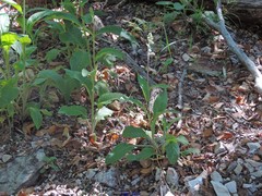 Digitalis purpurea purpurea