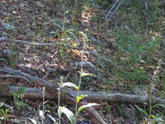 Digitalis purpurea purpurea
