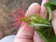 Acalypha villicaulis