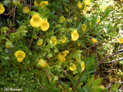 Calceolaria tenella