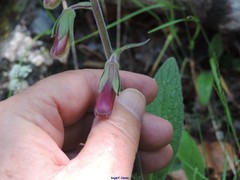 Digitalis purpurea purpurea