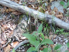 Digitalis purpurea purpurea