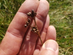 Juncus squarrosus