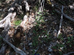 Digitalis purpurea purpurea