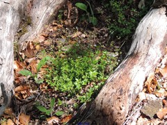 Digitalis purpurea purpurea