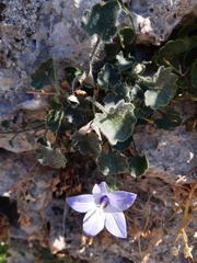 Campanula fragilis