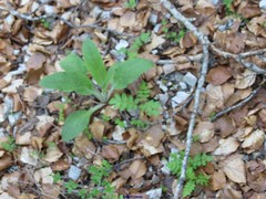 Digitalis purpurea purpurea