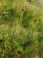 Juncus squarrosus