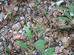 Digitalis purpurea purpurea