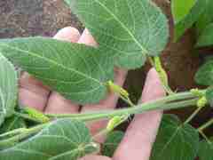 Acalypha villicaulis