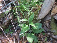 Digitalis purpurea purpurea