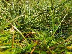 Juncus squarrosus