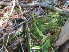 Digitalis purpurea purpurea